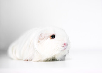A long haired white Silkie Guinea Pig, also known as a Sheltie Guinea Pig
