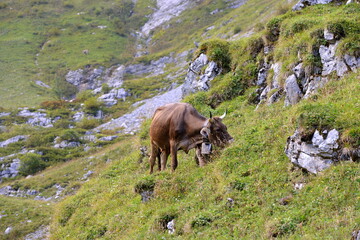 Almabtrieb. Geschm&uuml;ckte K&uuml;he am Ende der Almsaison