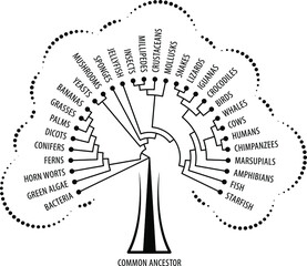 The evolutionary tree of life showing diversification and branching. With a tree outline made of dotted lines.