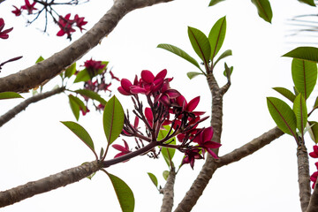 Cachos de jasmim vermelho em galhos.