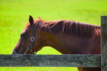 side portrait of a brown horse covering part of his face with a fence