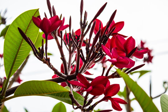 V&aacute;rias flores de jasmim vermelho.