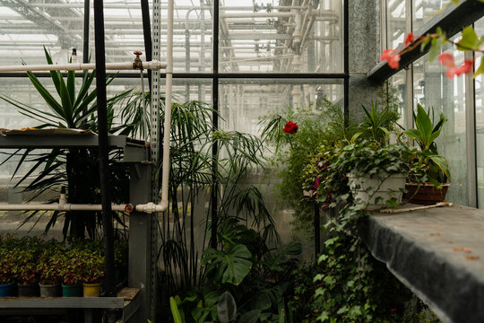 Tropical plants growing in the corner of greenhouse