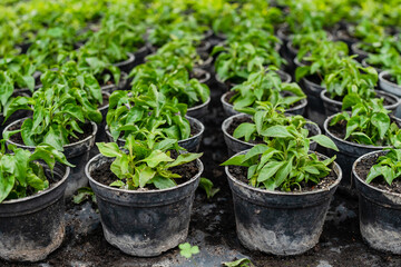 Pattern of growing plants in jars in greenhouse