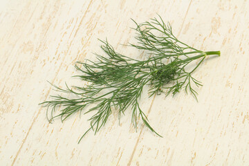 Fresh green dill herb branch