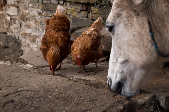 A horse and chicken sharing grain