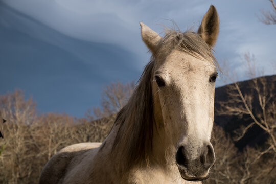 Portrait of a white horse in the mountains