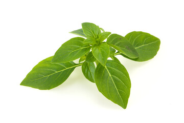 Fresh green Basil leaves - for cooking