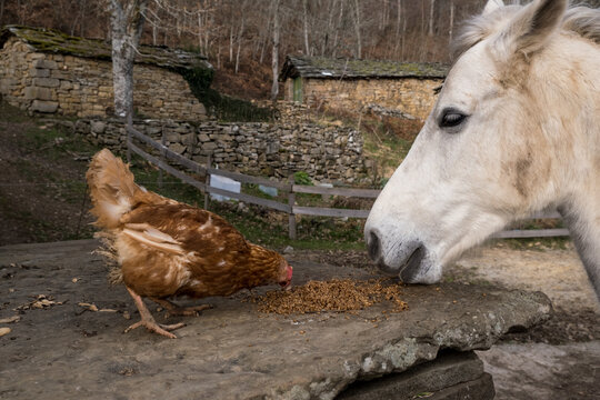 A horse and a chicken share dinner