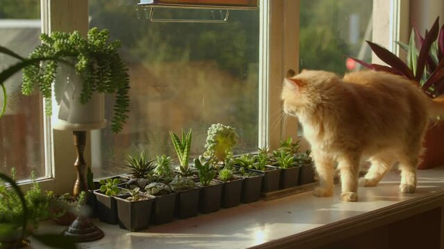 The ginger cat shakes its head, yawns, and lies down on the windowsill.. Succulents in pots. 