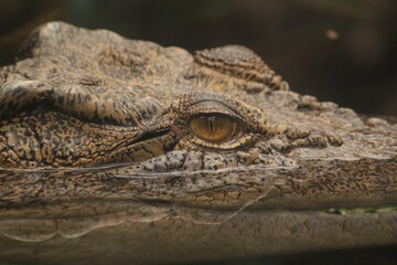 paignton zoo