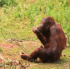 orangutan in zoo