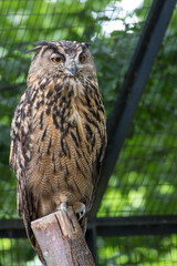 An owl