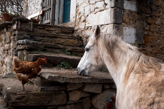 A horse and a chicken