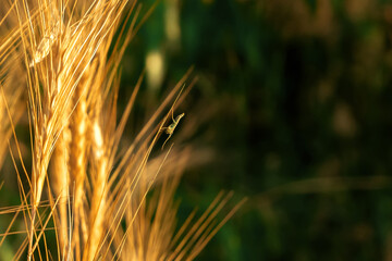 Pampas grass outdoor. Sunny wheat wallpaper in boho style. Golden ripe ears. Soft light nature banner. Macro nature wallpaper. Insect, grig, cricket, grasshopper in nature environment.