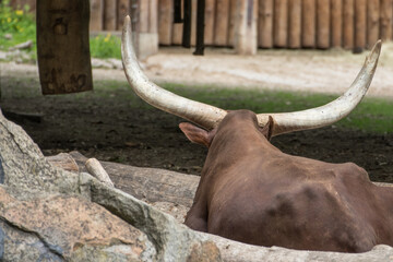 bull with horns