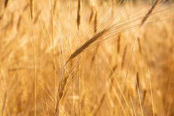 Pampas grass outdoor in light pastel colors. Sunny wheat wallpaper in boho style. Golden ripe ears on sunny morning. Soft light nature banner. Boho wedding invitation photo. Yoga classes natural mood.