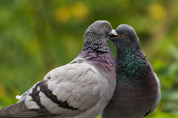 Felsentauben Paar (Columba livia)  auf der Sechserbrücke,  in Berlin Tegel 