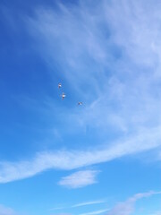 Three white birds flying in the blue sky on a sunny day
