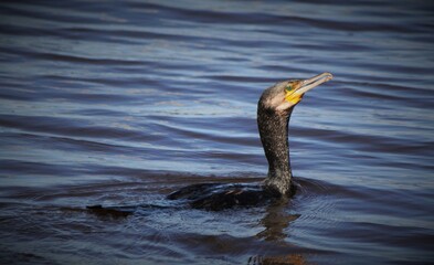 heron