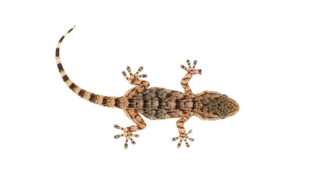Mediterranean house gecko isolated on white background, Hemidactylus turcicus