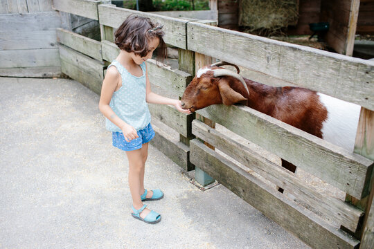 Kid feeding a goat