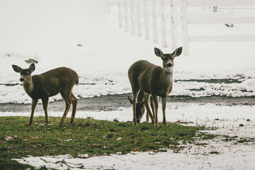 deer in the woods