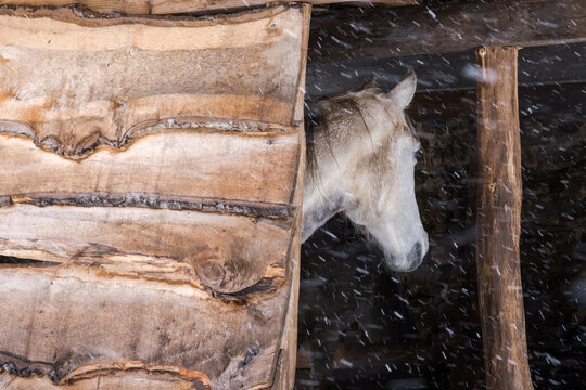 horse in barn as it snows outside