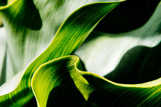 Minimal leaves of a Calla Lily