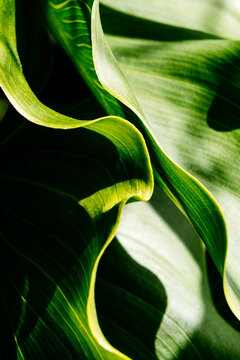 Minimal leaves of a Calla Lily