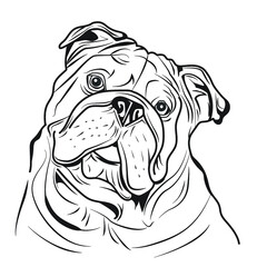 bulldog vector