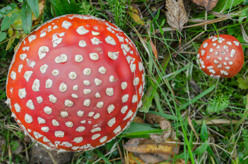 amanita, mushrooms on a grass background in autumn