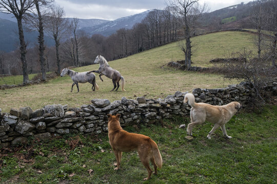 two horse, two dogs at play