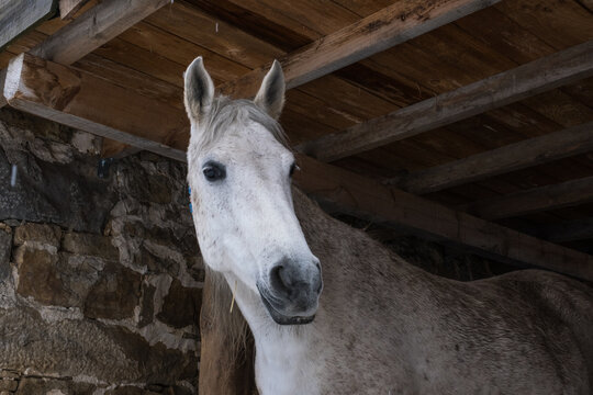 portrait of a white horse