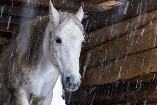 miserable in the snow