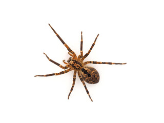 Mediterranean spiny false wolf spider isolated on white background, Zoropsis spinimana