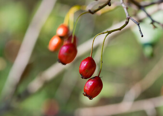 

autumn forest red berries of wild rose
 on a branch