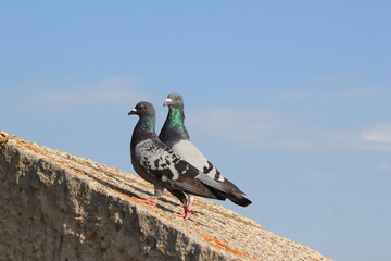 2 pigeons