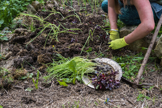 woman is planting seedlings in vegetable garden