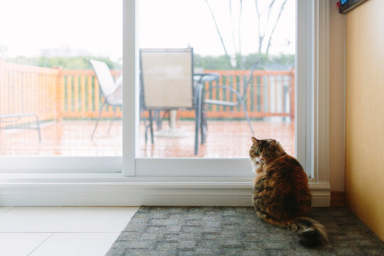 Cat standing by a window