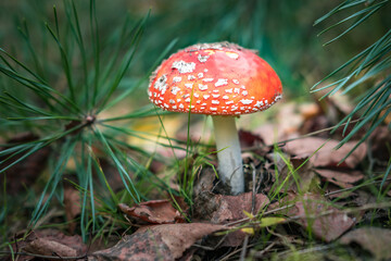 Amanita muscari. Toxic and hallucinogen beautiful red-headed mushroom Fly Agaric in grass on autumn forest background. source of the psycho-active drug Muscarine
