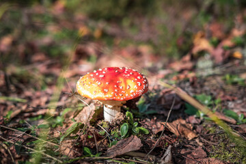 Amanita muscari. Toxic and hallucinogen beautiful red-headed mushroom Fly Agaric in grass on autumn forest background. source of the psycho-active drug Muscarine