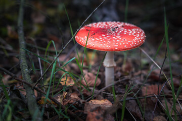 Amanita muscari. Toxic and hallucinogen beautiful red-headed mushroom Fly Agaric in grass on autumn forest background. source of the psycho-active drug Muscarine