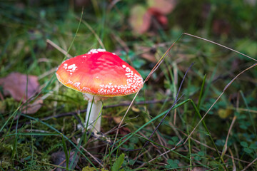 Amanita muscari. Toxic and hallucinogen beautiful red-headed mushroom Fly Agaric in grass on autumn forest background. source of the psycho-active drug Muscarine