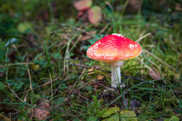Amanita muscari. Toxic and hallucinogen beautiful red-headed mushroom Fly Agaric in grass on autumn forest background. source of the psycho-active drug Muscarine
