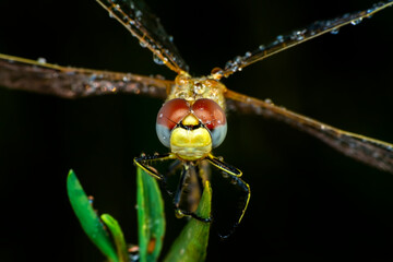 Macro shots, showing of eyes dragonfly and wings detail. Beautiful dragonfly in the nature habitat.