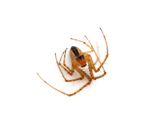 Common orb weaver spider plays dead isolated on white background, Metellina sp.