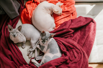 Three cute sphinx cats