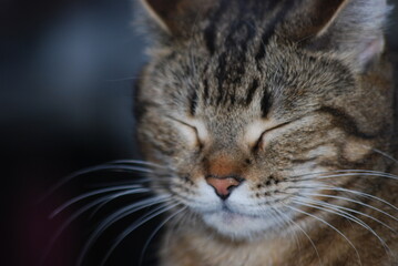 striped cats posing for the camera