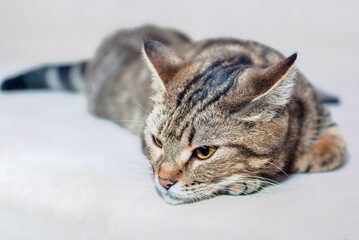 striped cats posing for the camera